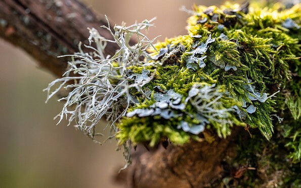 Foto: Dr. Tilo Geisel, Lizenz: Stiftung Naturlandschaften Brandenburg