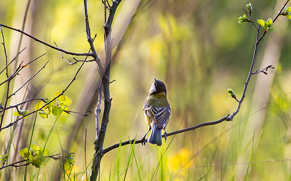 Foto: Dr. Tilo Geisel