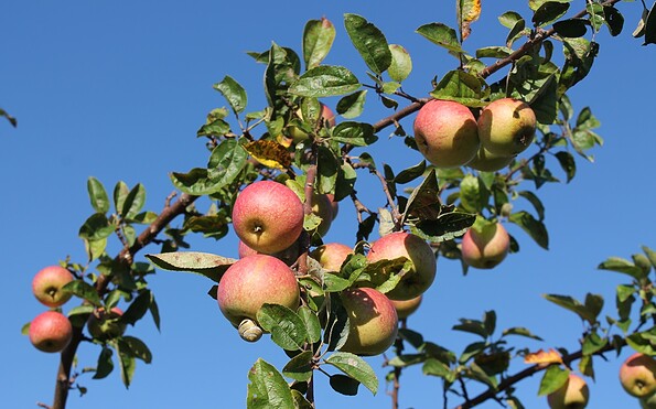 Foto: Sabine Clausner, Rangerin, Lizenz: Sabine Clausner, Rangerin
