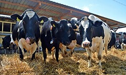 " Wo kommt die Milch her?"