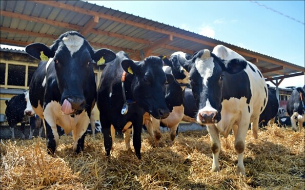 Foto: Agrargenossenschaft Sonnewalde eG