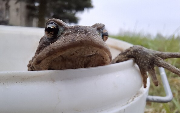 Foto: Katrin Mielsch, Lizenz: Naturwacht Hoher Fläming