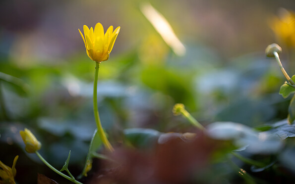 Foto: Johannes Müller, Lizenz: Naturschutzfonds Brandenburg