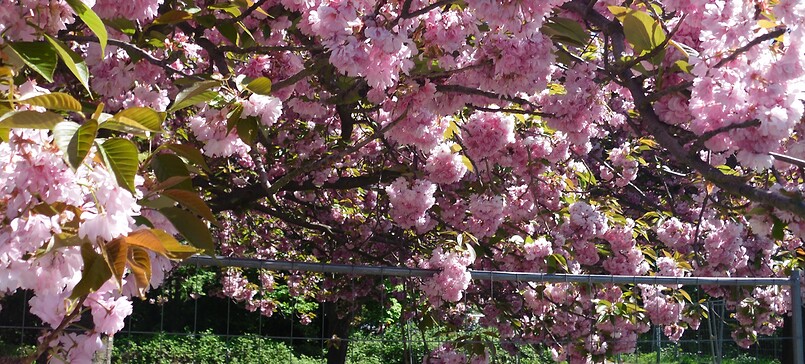 Wanderung auf den Spuren der Frühlingsblüte