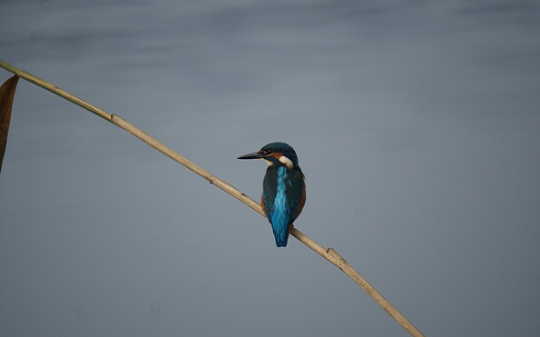 Foto: Frank Kuba, Lizenz: Naturschutzsfonds Brandenburg