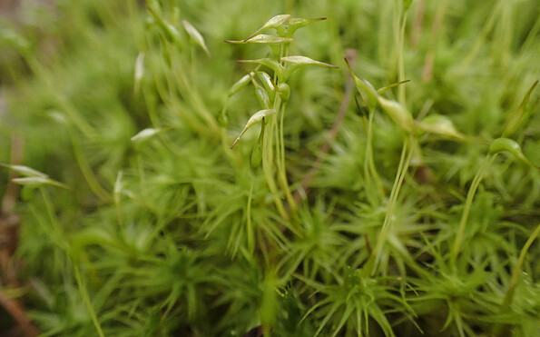 Foto: Dr. Jörg Müller, Lizenz: Dr. Jörg Müller/Heinz Sielmann Stiftung
