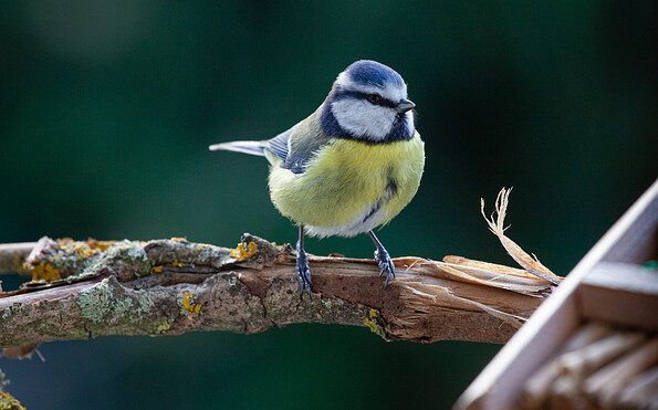 Foto: Frank Schröder, Lizenz: Stiftung NaturSchutzFonds Brandenburg