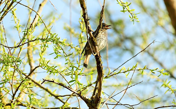 Foto: Mario Herzog, Lizenz: Stiftung NaturSchutzFonds Brandenburg