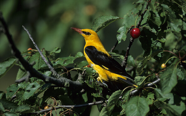 Foto: Dietmar Nill, Lizenz: Stiftung NaturSchutzFonds Brandenburg