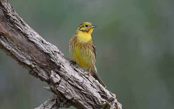 Foto: Gabi Franz, Lizenz: Stiftung NaturSchutzFonds Brandenburg