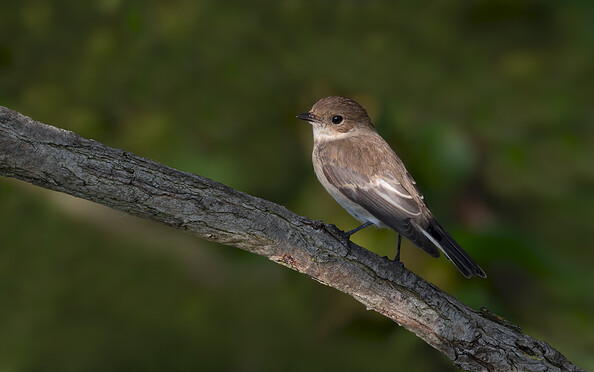 Foto: Gabi Franz, Lizenz: Stiftung NaturSchutzFonds Brandenburg