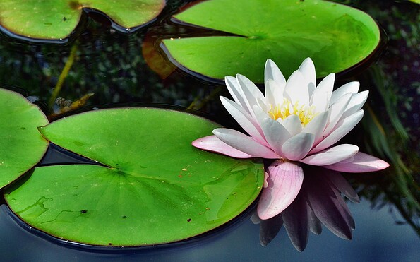 Foto: Andreas Hermsdorf, Lizenz: Stiftung NaturSchutzFonds Brandenburg