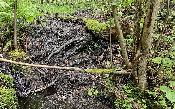 Foto: Daniela Drechsler, Lizenz: Stiftung NaturSchutzFonds Brandenburg
