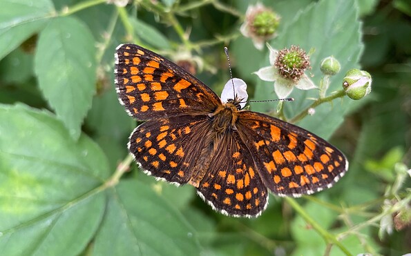 Foto: Philipp Juranek, Lizenz: Stiftung NaturSchutzFonds Brandenburg