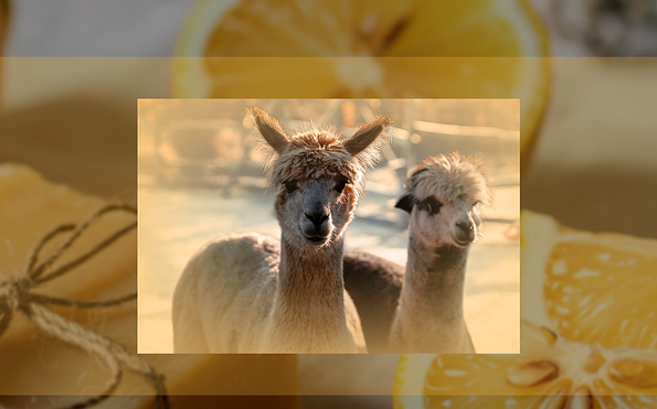 Foto: Mandy Westphal, Lizenz: Gut Leben Landresort