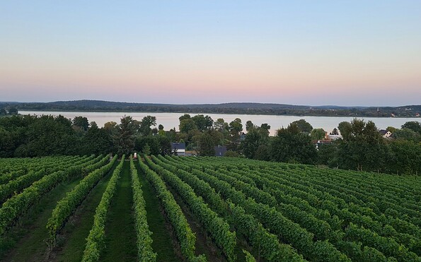 Weinberg Havelblick, Foto: Stadt Werder (Havel), Lizenz: Stadt Werder (Havel)