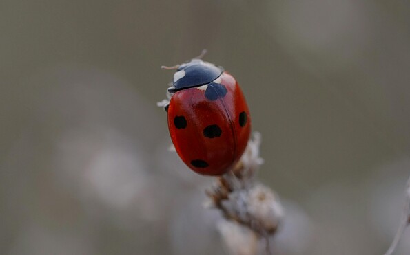 Foto: Franzi, Lizenz: Franzi / pexels