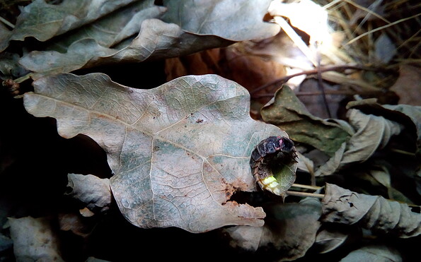 Foto: Hans-Christian Funk, Lizenz: Stiftung NaturSchutzFonds Brandenburg