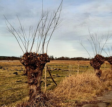 Äcker, Wälder und salzige Wiesen, Geführte Rundwanderung (ca. 13 km) in der eiszeitlich geprägten Landschaft des nördlichen Naturparks Nuthe-Nieplitz.