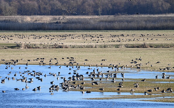 Foto: Milena Kreiling, Lizenz: NaturSchutzFonds Brandenburg