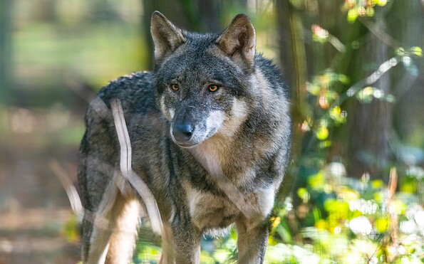 Wolf, Foto: Dr. Tilo Geisel/Stiftung Naturlandschaften Brandenburg, Lizenz: Dr. Tilo Geisel/Stiftung Naturlandschaften Brandenburg