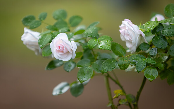 Foto: Artur Kozlowski, Lizenz: EBKTM
