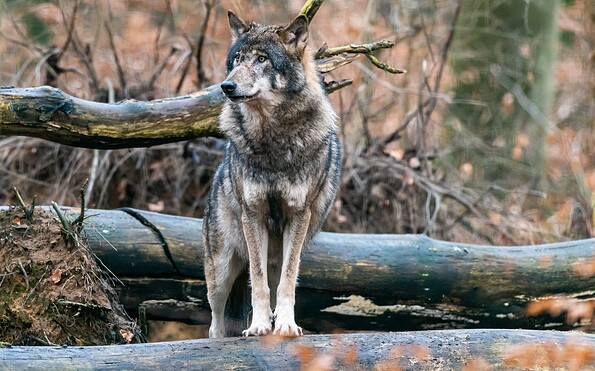 Wolf, Foto: Dr. Tilo Geisel, Lizenz: Stiftung Naturlandschaften Brandenburg