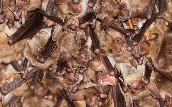 Foto: Romulo Aramayo Schenk