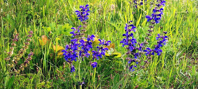 Wildnis-Tour: Kräuter-Erlebnis-Wanderung im Wildnisgebiet