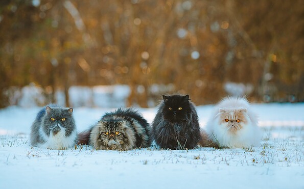 Foto: RebaSpike, Lizenz: pixabay