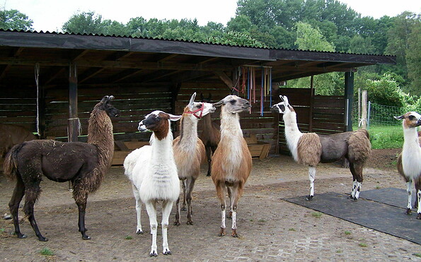Lamas am Unterstand, Foto: Juliane Frank, Lizenz: Tourismusverband Dahme-Seenland e.V.