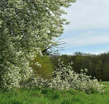 Tiergarten, Foto: Petra Förster, Lizenz: Tourismusverband Dahme-Seenland e.V.