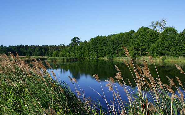 Foto: Naturwacht BRSC, Lizenz: Stiftung NaturSchutzFonds Brandenburg