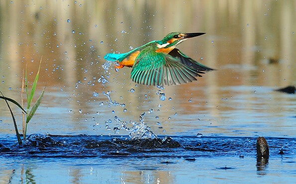 Foto: Frank Koch, Lizenz: Stiftung NaturSchutzFonds Brandenburg
