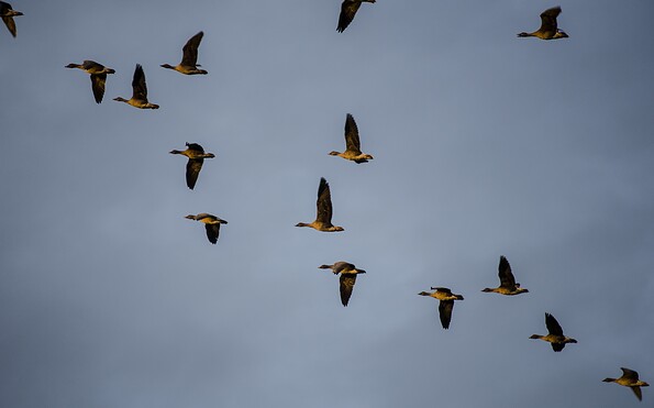 Foto: pixabay, Lizenz: pixabay