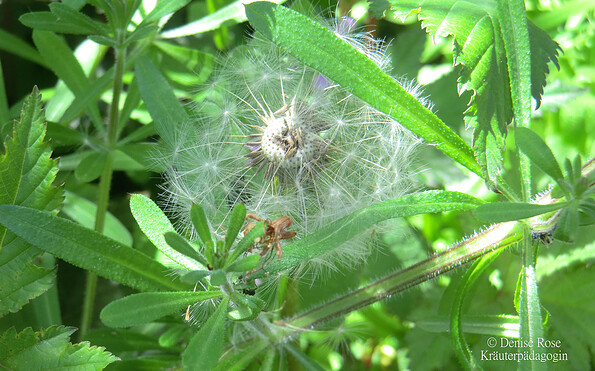 Foto: Denise Rose, Lizenz: Denise Rose