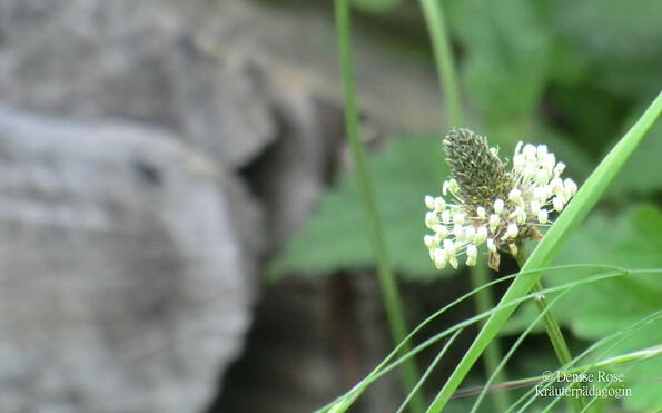 Foto: Denise Rose, Lizenz: Denise Rose