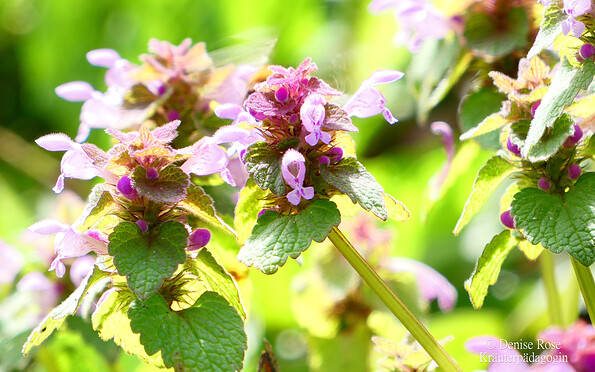 Foto: Denise Rose, Lizenz: Denise Rose