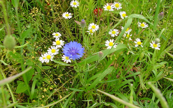 Foto: Klaus Mewes, Lizenz: Amt Joachimsthal (Schorfheide)