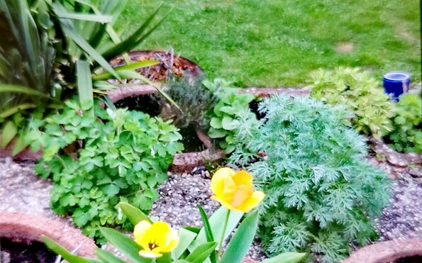 Foto: Marita Witte, Lizenz: Amt Joachimsthal (Schorfheide)