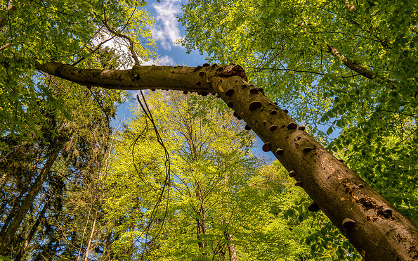 Foto: M.Komm, Lizenz: M.Komm