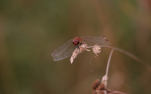 Foto: Schmidt, Lizenz: Schmidt