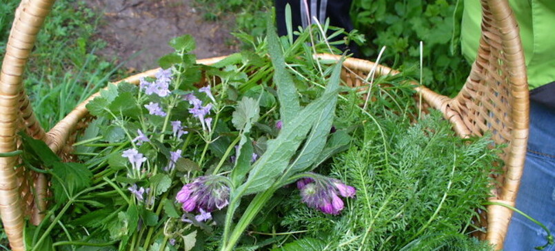 Kräuter-Spaziergang & Café -Zeit