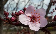 Foto: Image by schilaelli from Pixabay, Lizenz: Image by schilaelli from Pixabay