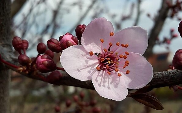 Foto: Image by schilaelli from Pixabay, Lizenz: Image by schilaelli from Pixabay