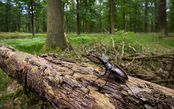 Foto: S. Hennings, Lizenz: Stiftung NaturSchutzFonds Brandenburg