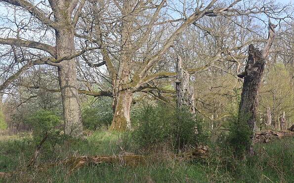 Foto: A. Fiedler, Lizenz: Stiftung NaturSchutzFonds Brandenburg