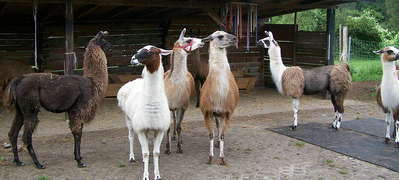 Mit Lamas und Alpakas auf Du-und-Du