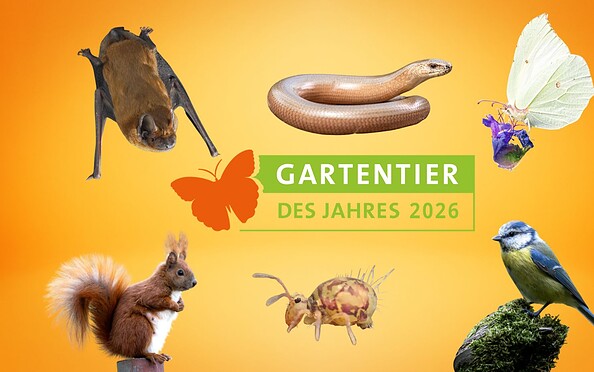 Foto: Ralf Donat, Ingolf König, Chris.Kaula.com