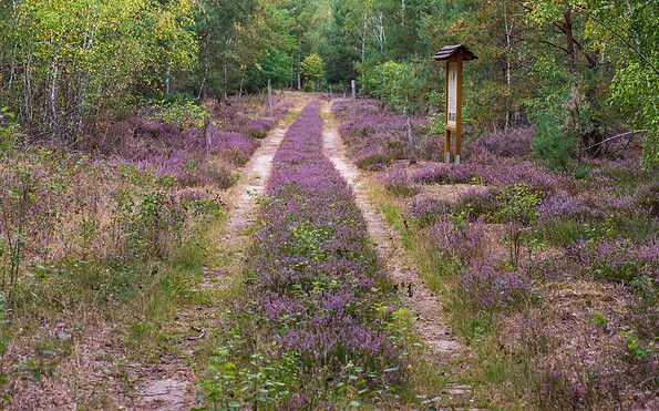 Foto: Dr. Tilo Geisel, Lizenz: Stiftung Naturlandschaften Brandenburg